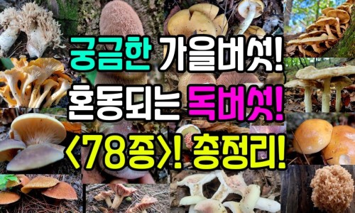 养卵泡黑豆浆什么时候喝-什么期间喝黑豆养卵泡网 | 养卵泡黑豆浆什么时候喝,黑豆对卵泡的好处
